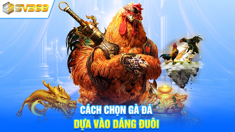 Cách chọn gà đá dựa vào dáng đuôi