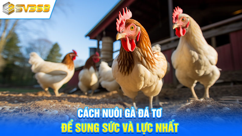 Cách nuôi gà đá non để sung sức và lực nhất