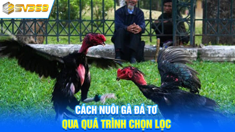 Cách nuôi gà đá tơ qua quá trình chọn lọc