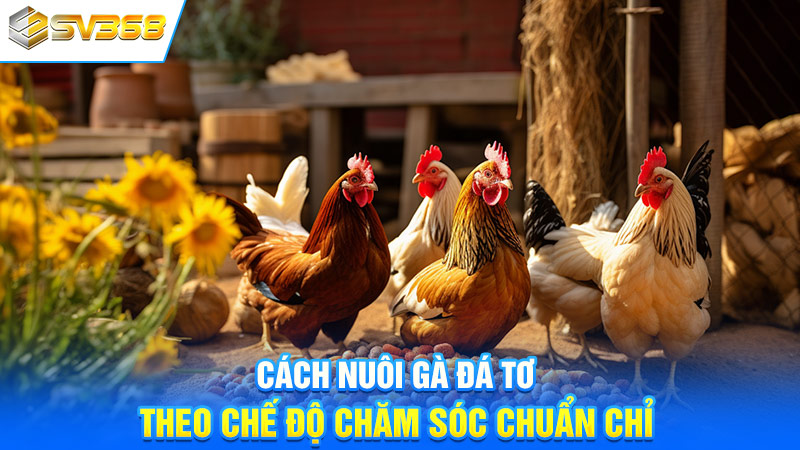 Cách nuôi gà đá tơ theo chế độ chăm sóc chuẩn chỉ