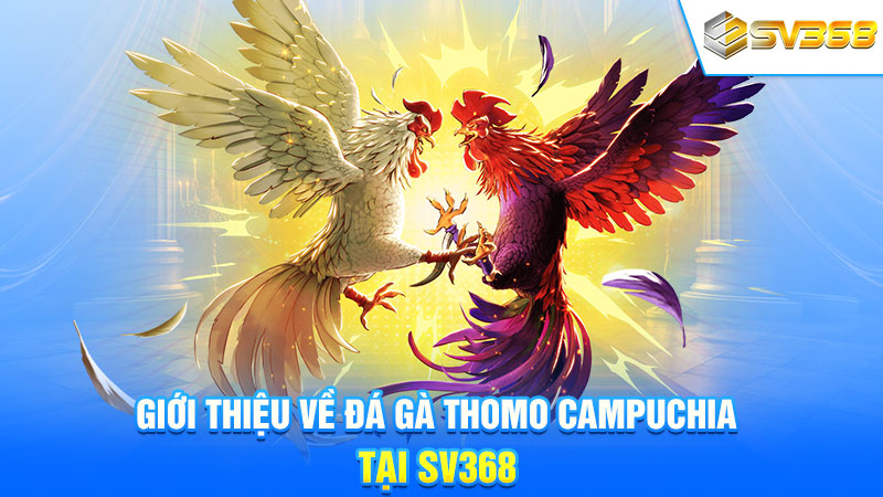 Giới thiệu về đá gà Thomo Campuchia tại SV368